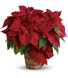 Poinsettia  from Roses and More Florist in Dallas, TX